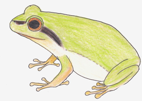 ニホンアマガエル