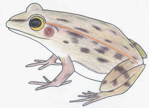 トウキョウダルマガエル