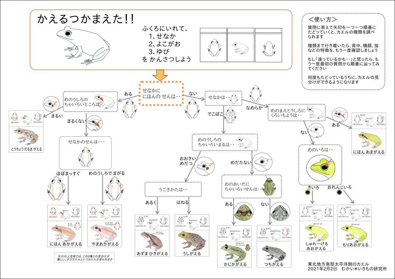 カエルの見分け表