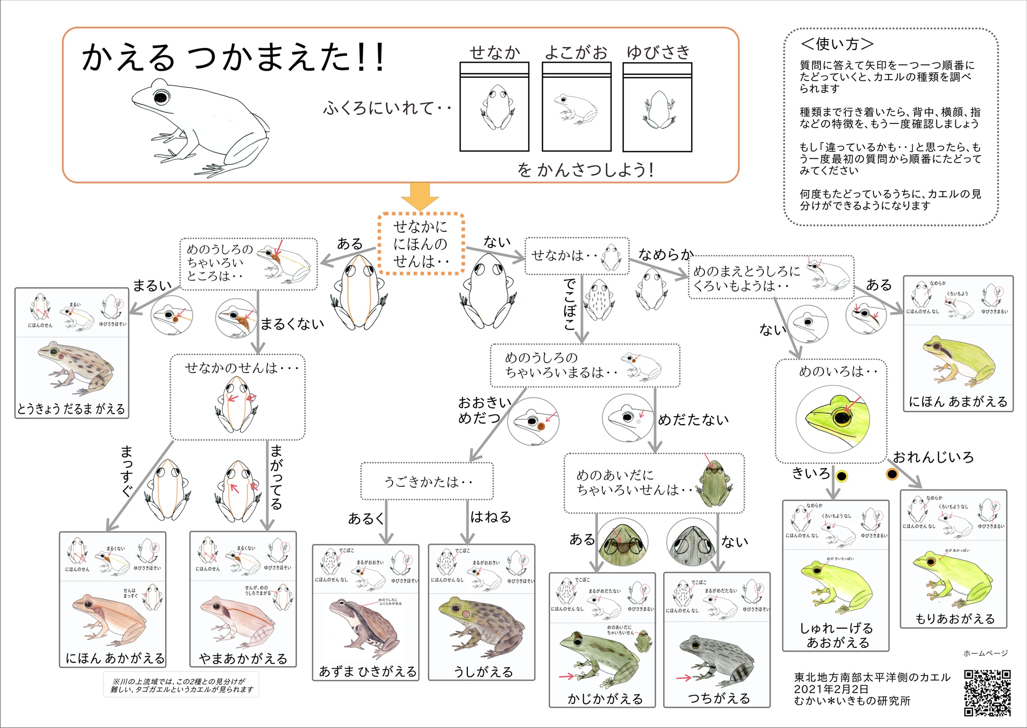 カエル検索表