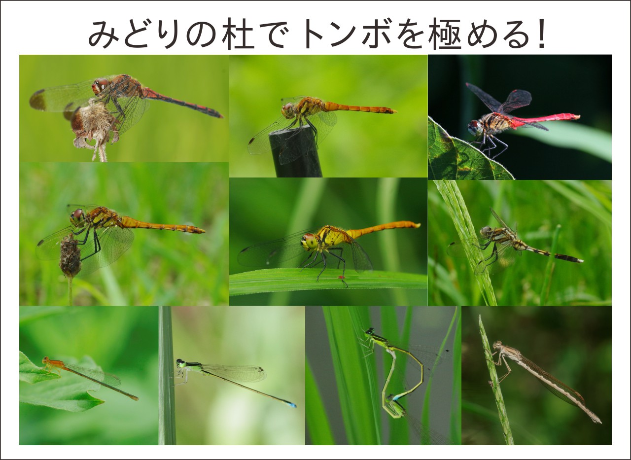 採集の様子