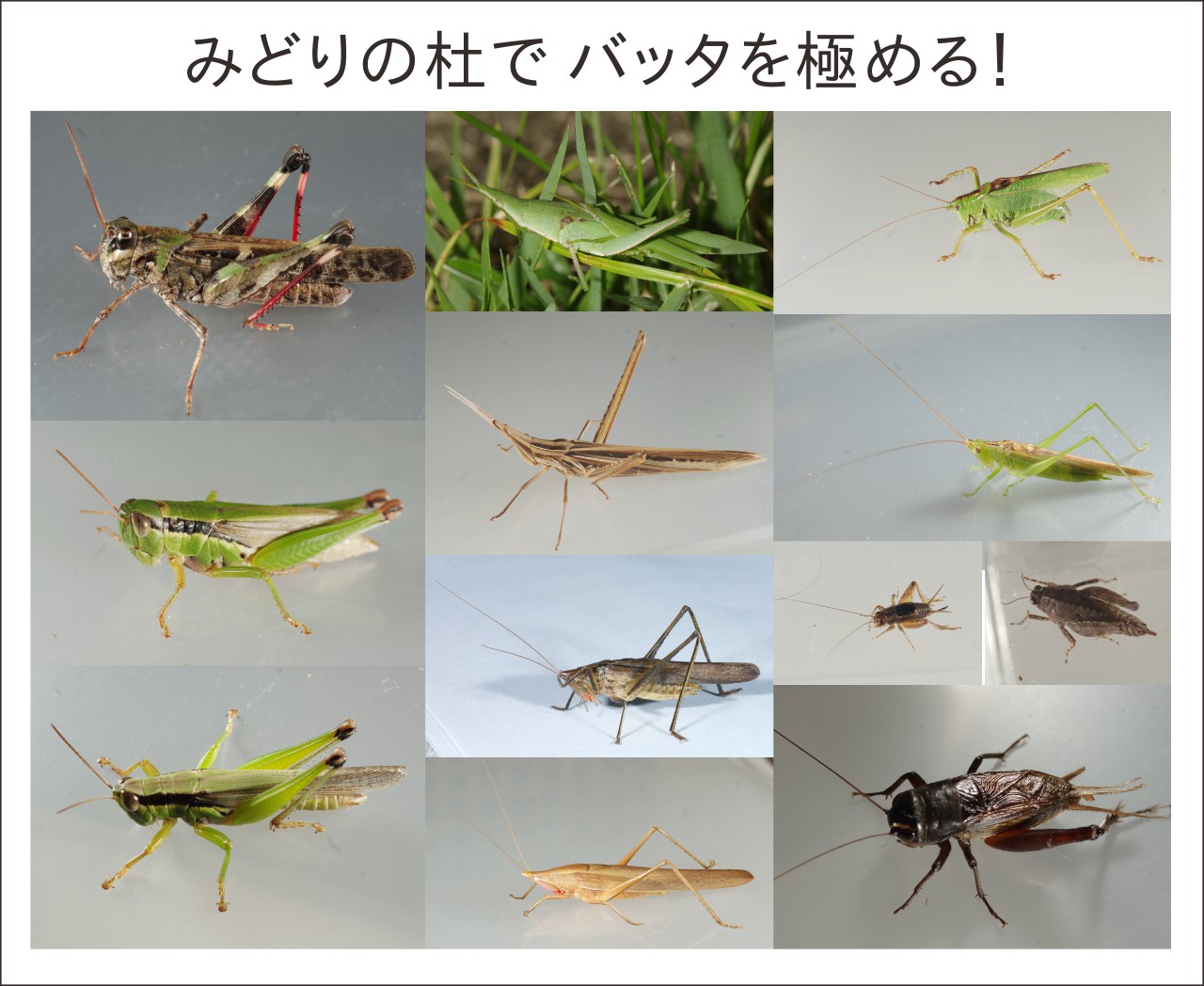 採集の様子